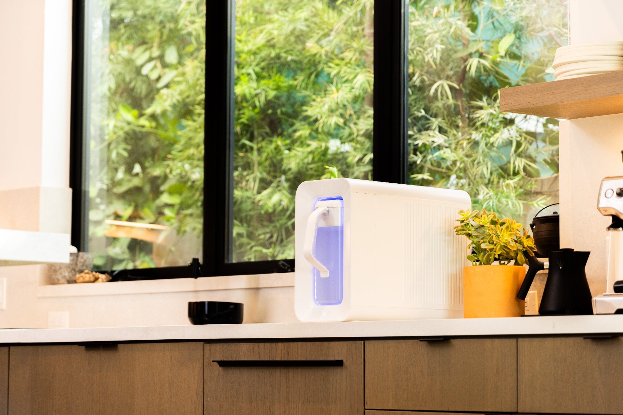 Spout in kitchen with plants