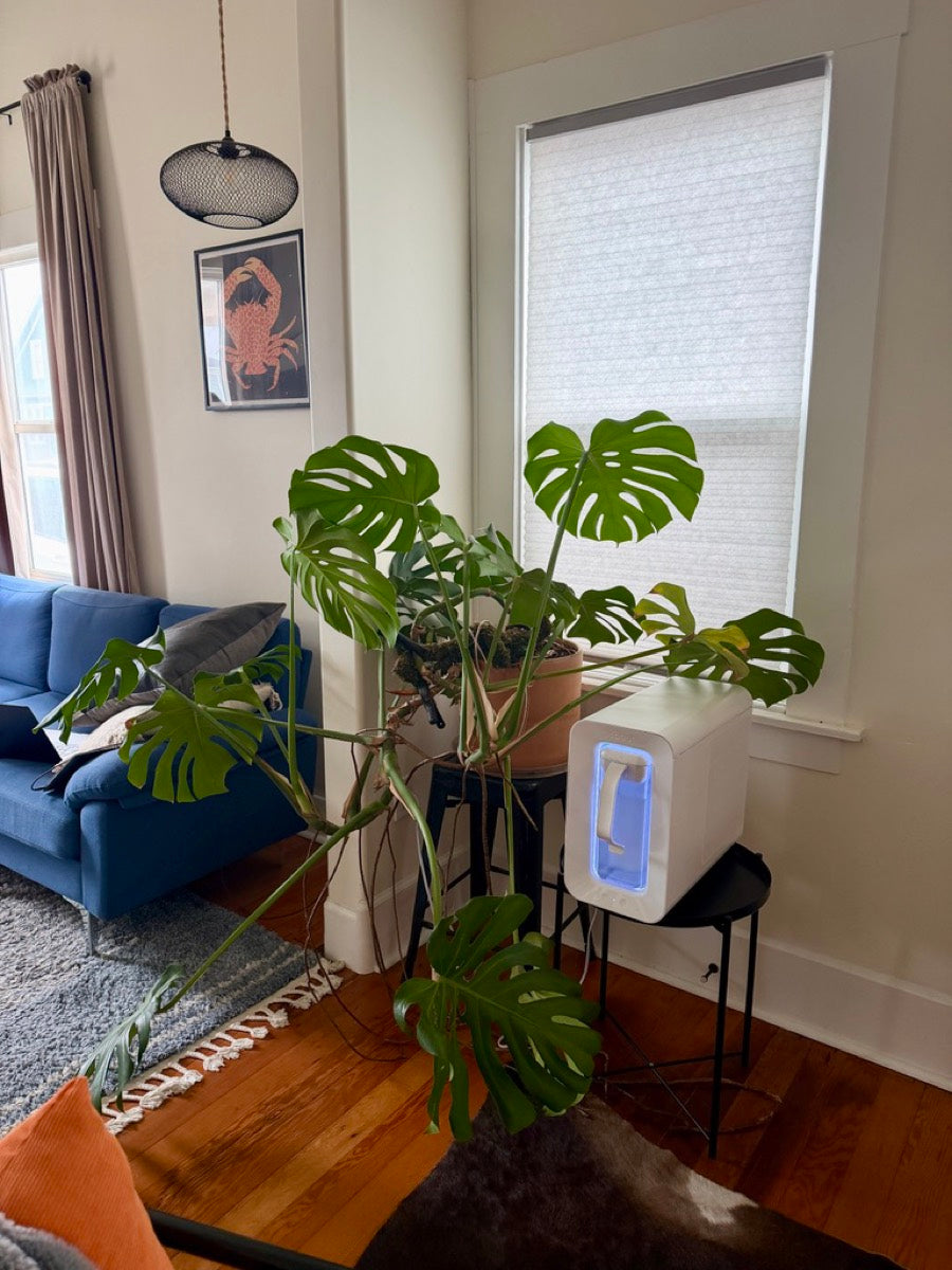 Spout Monolith beside a monstera plant in a living room