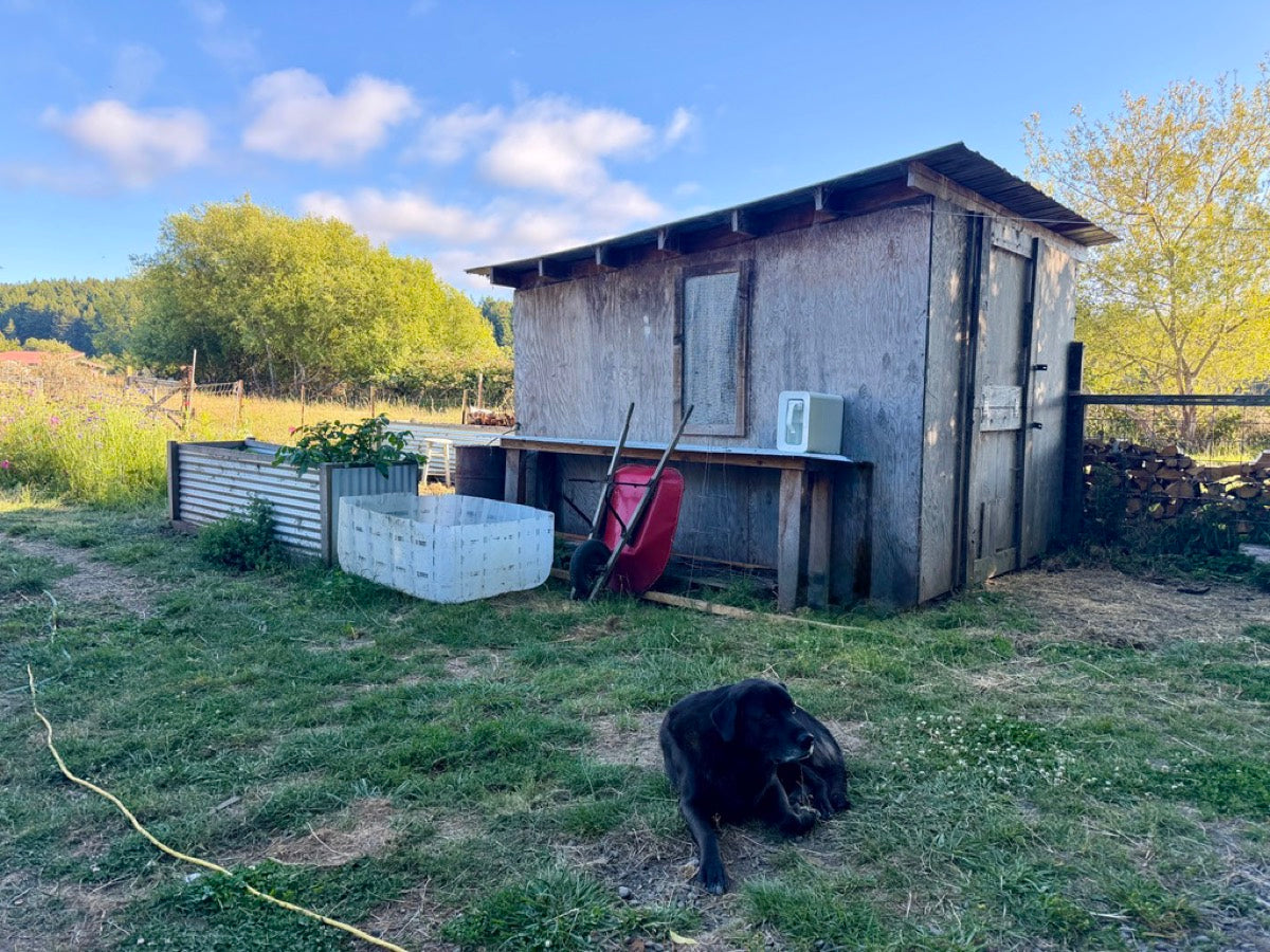 Spout Monolith by a chicken coop with a dog resting nearby